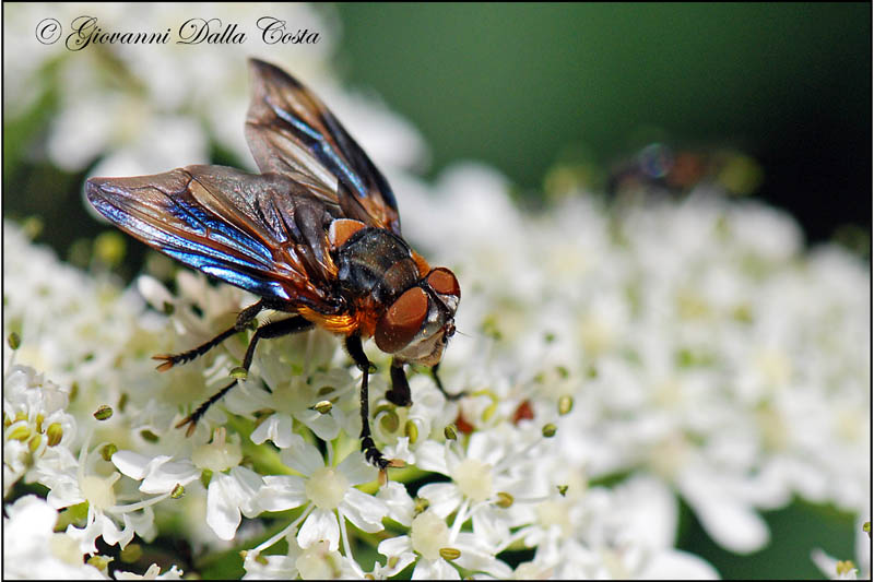 Phasia hemiptera